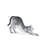 Royal Canin INDOOR FELINE 1.5KG - Imagen 6