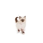 Royal Canin KITTEN 1.5KG - Imagen 8