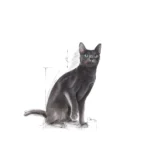 Royal Canin STERILISED FELINE 1.5KG - Imagen 8