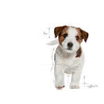 Royal Canin MINI PUPPY 7.5KG - Imagen 4