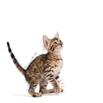 Royal Canin KITTEN STERILISED POUCH - Imagen 9