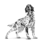 Royal Canin ANALLERGENIC CANINE 8KG - Imagen 8